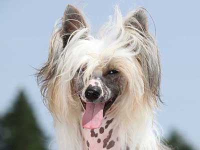 Chinese Crested